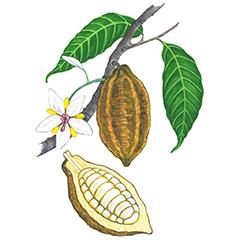 Active Ingredients – KORA Organics Chocolate Drawing, Cacao Fruit, Contemporary Botanical Art, Kora Organics, Chocolate Labels, Star Fruit, Sandra Boynton, Watercolor Plants, Botanical Drawings