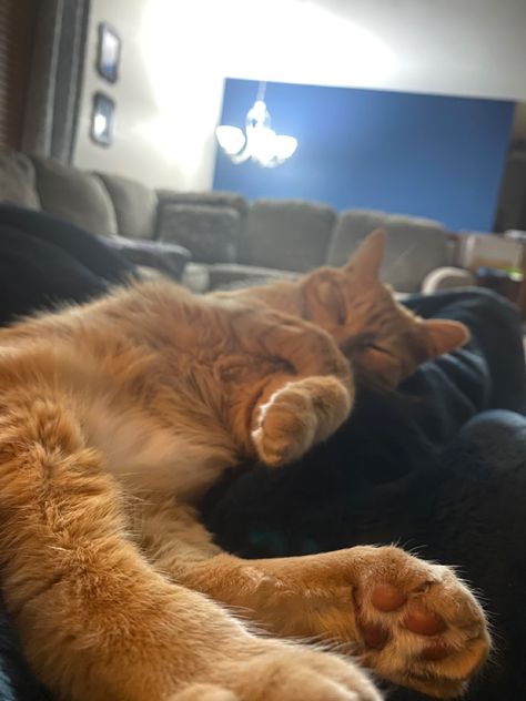 Cat paws, orange kitten, orange kitty, soft, fluffy, fuzzy, aesthetic, sleepy cat, orange, cat Cat On Lap, Kitten Sleeping, Sleeping Kitten, Cat Sleeping, Cat Sitting, Orange Cat, Cats And Kittens, Mood Board, Kittens