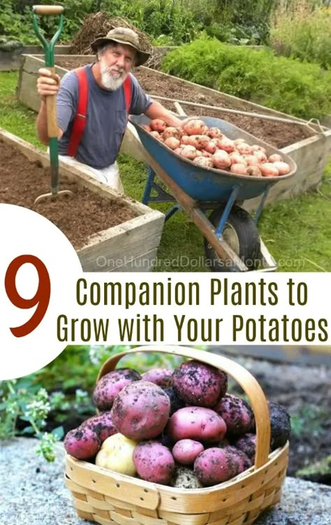 Potato Companion Plants, Grow Potatoes In Container, Food Potatoes, Potato Gardening, Companion Gardening, Garden Companion Planting, Planting Potatoes, Growing Tomatoes In Containers, Companion Plants