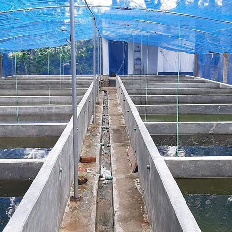 Aquaculture Fish, Earth Sheltered Homes, Backyard Aquaponics, Wild Animal Wallpaper, Fish Farm, Aquaponics Fish, Earth Sheltered, House Balcony Design, Farm Layout