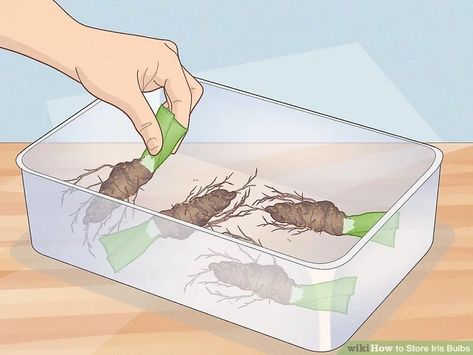 How to Store Iris Bulbs (with Pictures) - wikiHow Replanting Iris Bulbs, Thinning Iris Bulbs, Perennials Flowers, Iris Bulbs, Growing Irises, Iris Rhizomes, Weed Barrier, Iris Garden, Outdoor Stuff