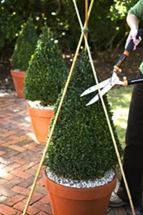 Mastering Basic Topiary Techniques - Dengarden Topiary Garden, Home Garden Design, Have Inspiration, Garden Containers, Formal Gardens, Garden Cottage, Dream Garden, Backyard Garden, Garden Projects