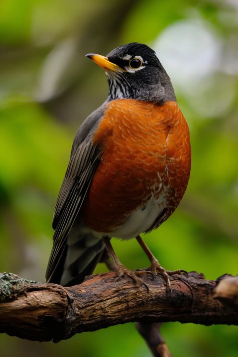 Uncover surprising and intriguing facts about American Robins in this ultimate guide! Learn about their unique behaviors, nesting habits, and the secrets to enjoying their company in your backyard. Explore 5 fun facts that will change how you view these beloved birds! Red Robin Bird, Johnny Jump Up, Symbolic Meanings, Bird Facts, American Robin, Bird Paintings, Roasted Pork, Tenderloin Recipes, Animals Amazing