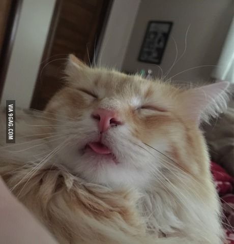 Woke up to this face. Super Cute Cats, Super Cat, Everything Funny, Cat Tail, Happy Animals, Funny Faces, Cuteness Overload, Meme Pictures, New Memes