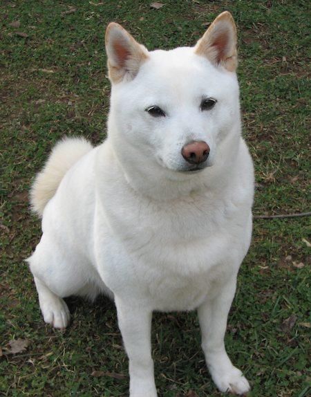 White Shiba Inu, cutest fluffiest doggy around. White Shiba Inu, Jindo Dog, Unique Dogs, Service Dog Training, Air Max Day, Shiba Inu Puppy, Vet Clinic, Akita Inu, Shiba Inu Dog