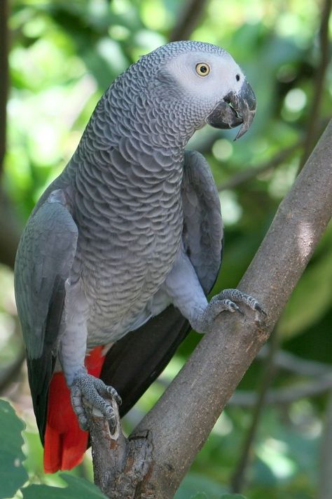 Grey Parrot (Psittacus erithacus ... Congo African Grey, Grey Parrot, Cat Species, African Grey Parrot, African Grey, Parrot Bird, Exotic Birds, African Countries, Tropical Birds