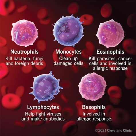 White Blood Cells: Types, Function & Normal Ranges Pharmacy Technician Study, Low White Blood Cells, White Blood Cell, Cell Forms, B Cell, Medical Laboratory Science, White Blood, Calgary Canada, Medical Laboratory