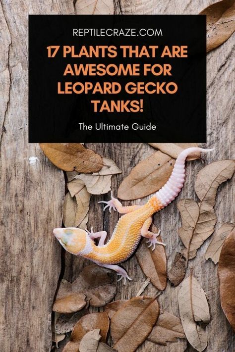 17 Plants That Are Awesome For Leopard Gecko Tanks – Reptile Craze Bioactive Terrarium Leopard Gecko, Diy Gecko Tank Decor, Leopard Gecko Substrate, Leopard Gecko Habitat Diy, Lepord Gecko Tank Set Up, Lepord Gecko Enclosure, Leopard Gecko Bioactive Tank, Gecko Habitat Ideas, Leapord Gecko Habitat Ideas