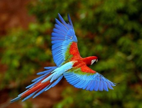 Colour inspiration Amazon Rainforest Animals, Parrot Flying, Parrot Wallpaper, Rainforest Animals, Colorful Parrots, Most Beautiful Birds, Curtain Bathroom, Bird Wallpaper, Amazon Rainforest