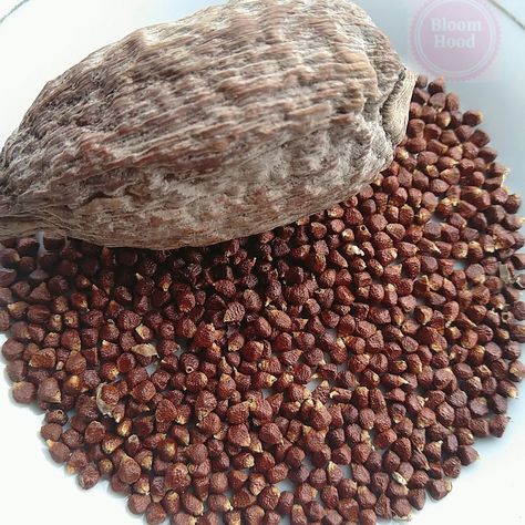 The Wholesomeness of Alligator Pepper – BloomHood Improve Fertility Woman, Alligator Pepper, Pepper Benefits, Sugar Ants, Long Pepper, Spiced Butter, Homemade Mixes, Improve Fertility, Blood Groups