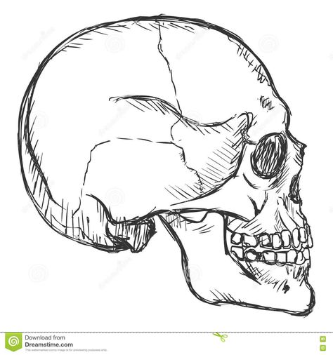 Vector Sketch Side View Skull Stock Illustration - Image: 77733036 Skull Side View, Side View Drawing, Horror Design, Simple Skull, Skull Sketch, Skeleton Drawings, Profile Drawing, Skull Art Drawing, Anatomy Sketches