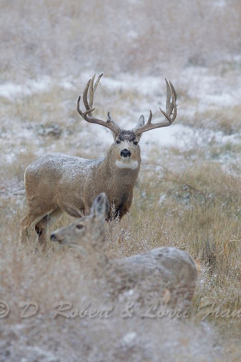 Trophy mule deer buck in autumn | Yellowstone Nature Photography by D. Robert Franz Mule Deer Hunting, Whitetail Deer Pictures, Mule Deer Buck, Deer Photography, Big Buck, Big Deer, Deer Photos, Deer Pictures, Deer Buck