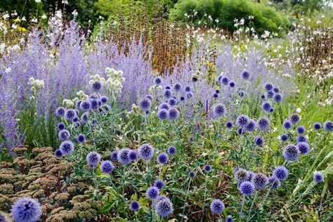 "Blue Spire" Russian sage paired with Echinops ritro or Globe Thistle. The flowers have a metallic lustre and may be cut and dried for winter decoration. The plants are suitable for the back of the herbaceous border and will attract many bees and butterflies into the garden. The prickly blue balls in July - they are actually softer than they look. It also seems to be quite drought tolerant. Russian Sage, Prairie Planting, Purple And White Flowers, Prairie Garden, Meadow Garden, Herbaceous Border, Blue Plants, Blue Garden, Plant Combinations