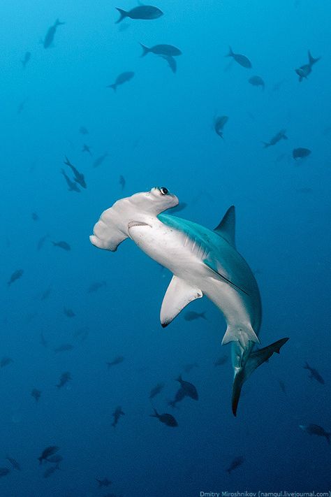 Hammerhead Shark, In The Ocean, The Ocean, Swimming, Fish, White