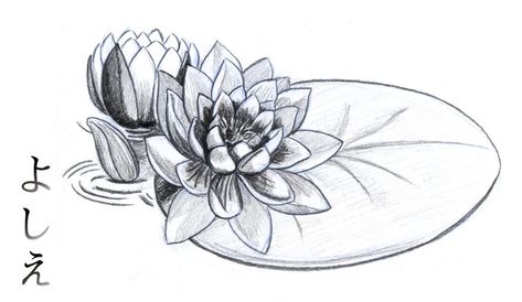 Lily Pad Drawing, Water Lily Drawing, Lily Drawing, Water Lily Tattoos, Lilies Drawing, Pencil Drawings Of Flowers, Flower Step By Step, Water Tattoo, Drawing Water