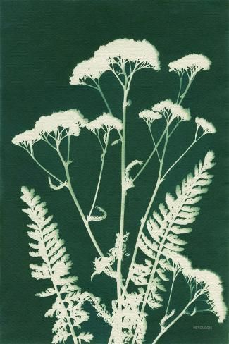 size: 18x12in Art Print: Alpine Flower I Green by Kathy Ferguson : Diy Bleach, Fern Prints, Cyanotype Process, Alpine Flowers, Alien Aesthetic, Green Art Print, Green Wall Art, Art Portfolio, Big Canvas Art