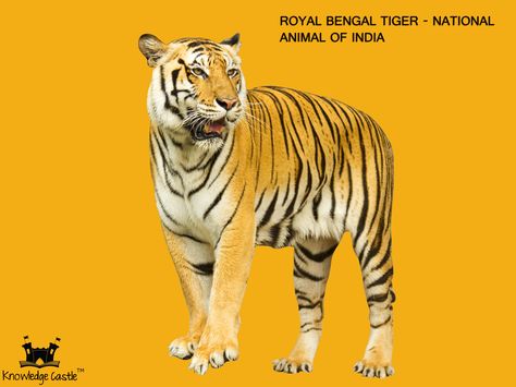 The Royal Bengal Tiger - The national animal of India. National Animal Of India, Nursery School Activities, Royal Bengal Tiger, Lotus Flower Pictures, National Animal, Photoshop Tutorial Design, National Symbols, Bengal Tiger, Nursery School