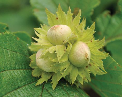 Hazelnuts: great for the environment, but vulnerable to climate change | Magazine Articles | WWF American Hazelnut, Hazel Tree, Hazelnut Tree, Nut Trees, Blueberry Bushes, Growing Seeds, Fruit Plants, Wooden Garden, Growing Tree