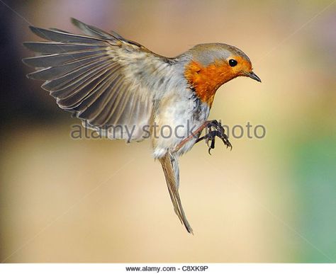 Robin Flying, British Language, British Phrases, European Robin, Robin Bird, Bird Wings, Bird Pictures, Birds Tattoo, Pretty Birds