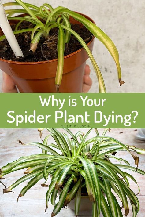 Spider Plant Problems, Spider Plant Hanging Ideas, How To Repot A Spider Plant, Repotting Spider Plant, Spider Plant Brown Tips, Spider Plants Care, Spider Plant Decor, Spider Plant Care Indoor, Hanging Spider Plant