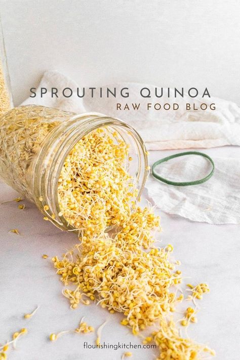 How to Sprout Quinoa (Quick, Easy) | raw food recipes Sprouting Chia Seeds, Growing Quinoa, Sprouted Beans, Quinoa Salads, Sprouting Quinoa, What Is Healthy Food, Growing Sprouts, Vegetarian Quinoa, Sprouted Grains