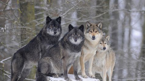 A Pack of Timber Wolves, Canada Regard Animal, Winter Wolves, Snow Wolf, Snow Forest, Fantasy Wolf, Wolf Photos, Timber Wolf, Wolf Spirit Animal, Wolf Wallpaper