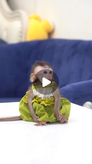 Dance Cakes, Monkey Baby, Cute Monkey, Little Monkeys, Baby Monkey, Monkeys, Cute Animals, Animals, On Instagram