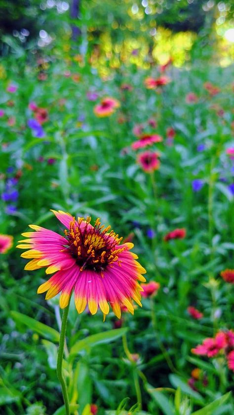 Oklahoma Wildflowers Tattoo, Oklahoma Native Flowers, Oklahoma Flowers, Oklahoma State Flower, New Mexico Wildflowers, Oklahoma Wildflowers, Utah Wild Flowers, Indiana Wildflowers, Garden Escape