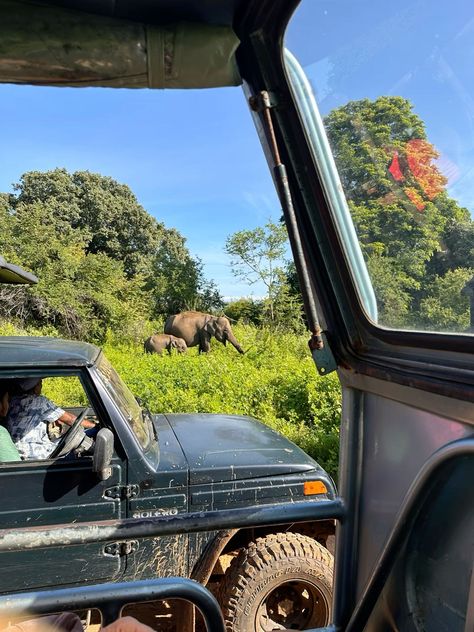 Up close with the gentle giants of Udawalawe! A safari here is more than just a wildlife experience but it's a chance to witness the beauty and grace of elephants in their natural habitat. #srilankatourism #travelsrilankawithus #travelsrilanka #summervacation #wintervacation #srilanka #DiscoverSriLanka #VisitSriLanka #ExploreSriLanka #srilankatravel #greenholiday #TravelGoals #tailormadetours Sri Lanka History, Sri Lanka Hikkaduwa, Sri Lanka Elephants, Sri Lanka Safari, Hikkaduwa Sri Lanka, India Safari, Asia Travel Aesthetic, Sri Lanka Travel Photography, Sri Lanka Aesthetic