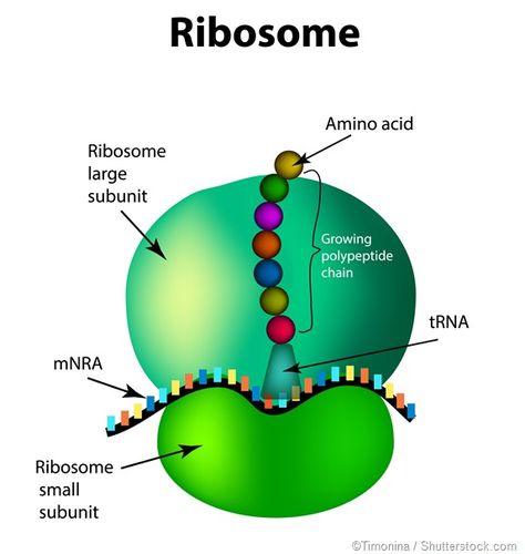 Dna Model Project, Dna E Rna, Dna Drawing, Dna Artwork, Biochemistry Notes, Dna Tree, Dna Logo, Dna Project, Dna Art