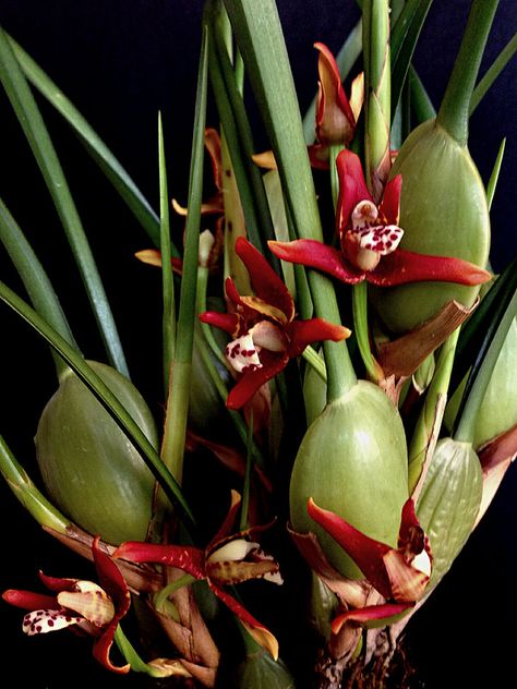 maxillaria tenuifolia Maxillaria Tenuifolia, Alternanthera Ficoidea, Tillandsia Xerographica, Orchid Photography, Orchid Varieties, Orchid Plant Care, Orchid Species, Miniature Orchids, Peruvian Inca Orchid