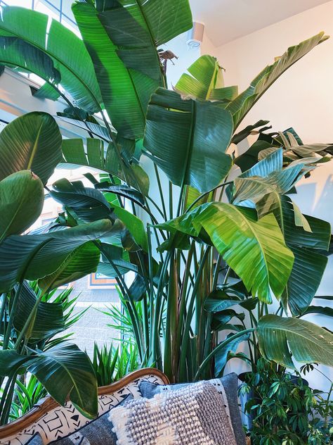 Banana Leaf Plant, Plant With Big Leaves, Big Green Leaf Plants, Long Leaf Plants, Faux Banana Leaf Plant, Large Leaf Tropical Plants, Banana Leaf Tree, Big Leaf Plants, Modern Lobby