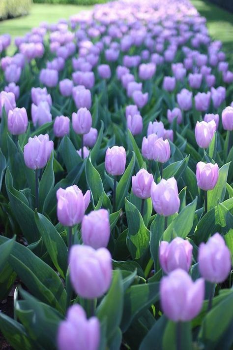 Tulips Images, Cheap Landscaping Ideas, Beautiful Tulips, Tulips Garden, Nothing But Flowers, Tulip Fields, Purple Tulips, Pink Tulips, Tulips Flowers