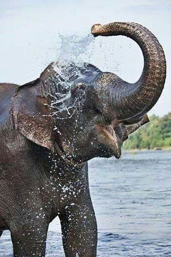 Elephant taking a shower * Indian Elephant, An Elephant, Trunk, Elephant, Water