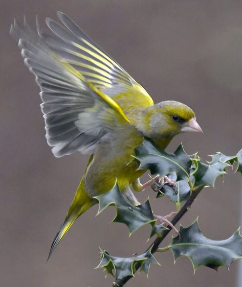 Birds Reference, Bird Reference, Greenfinch, Live Animals, Finches, Nature Birds, Bird Pictures, Pretty Birds, Bird Photo