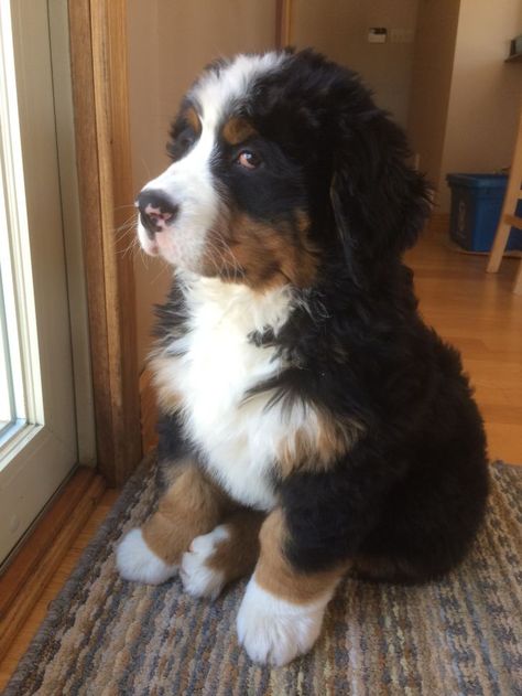 Burmese Mountain Dogs, Bernedoodle Puppy, New Partner, Bernese Mountain Dogs, New Dog, Mountain Dog, Bernese Mountain, Bernese Mountain Dog, Cute Dogs And Puppies