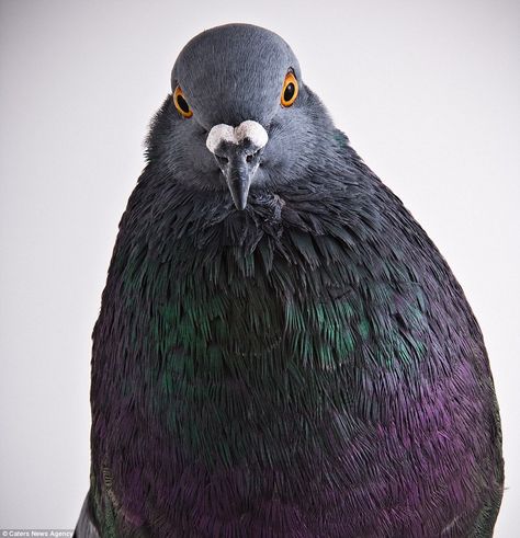 Haute coo-ture: Stunning images put PIGEONS in the place of fashion models (but it's probably safer for them to stay off the catwalk!) | Daily Mail Online Types Of Pigeons, Cute Pigeon, Pigeon Loft, Pigeon Breeds, Dove Pigeon, Coming Out Of The Closet, Common Birds, Dove Bird, San Diego Zoo