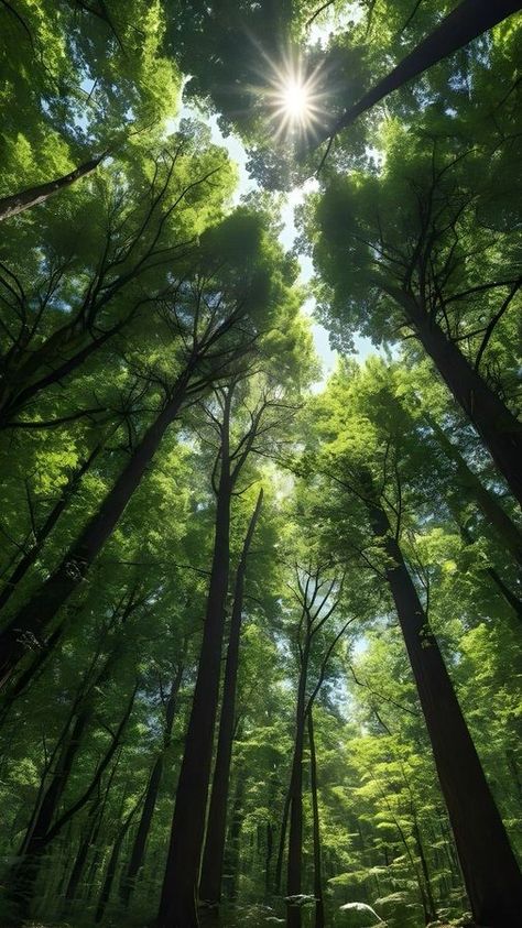 Home / X Relaxing Photos, Background Scenery, Cedar Forest, Tree Inspiration, Milkshake Recipe, Forest Scenery, Forest Background, Forest Photos, Wild Forest