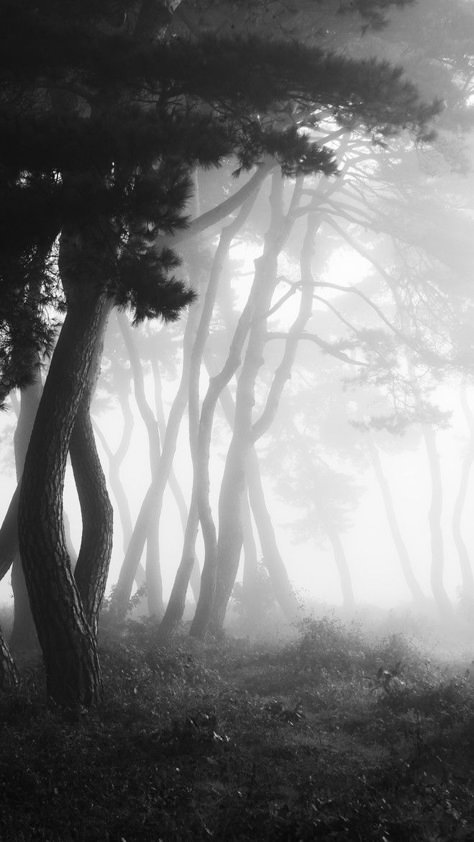 숲 사진, Foggy Day, Black And White Photograph, Tree Photography, Photography Landscape, Ideas Photography, The Fog, Tree Forest, Dark Forest