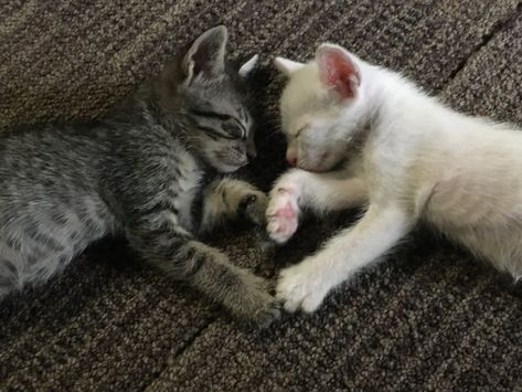 Cute cats Cute Animals Making Hearts, Cat Making A Heart, Cat Couple Photo, Cats Forming A Heart, Cats Making A Heart, Cute Cats Heart, 2 Cats In Love, 2 Cats Together, Cat Relationship