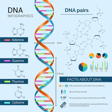 Dna And Genes, Dna Fingerprinting, Dna Art, Family Tree Research, Biology Classroom, Dna Testing, Human Genome, Science Illustration, Instruções Origami