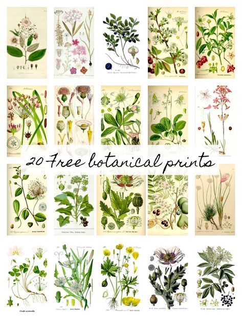 Free Botanical Prints, Easy Diy Wall Hanging, Botanical Printables, Wal Art, Large Scale Art, Scale Art, Free Vintage Printables, Free Printable Art, Wall Hanging Crafts