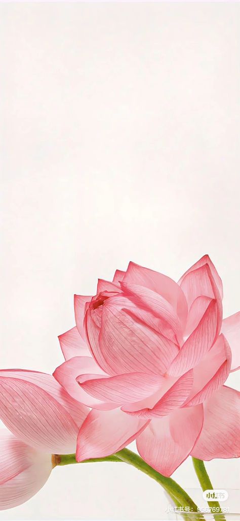 Lucky Picture, Pretty Flowers Photography, Lotus Flower Wallpaper, Galaxy Artwork, Lotus Wallpaper, Pink Wallpaper Ipad, Lotus Flower Art, Wallpaper Iphone Neon, Lovely Flowers Wallpaper