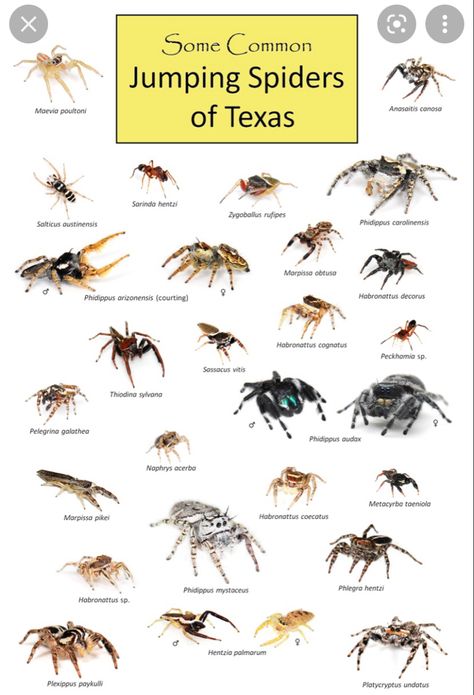 Jumping Spider Species, Types Of Jumping Spiders, Regal Jumping Spider Enclosure, Jumping Spider Pet, Spider Identification Chart, Spider Identification, Jumping Spider Enclosure, Spider Fact, Spider House