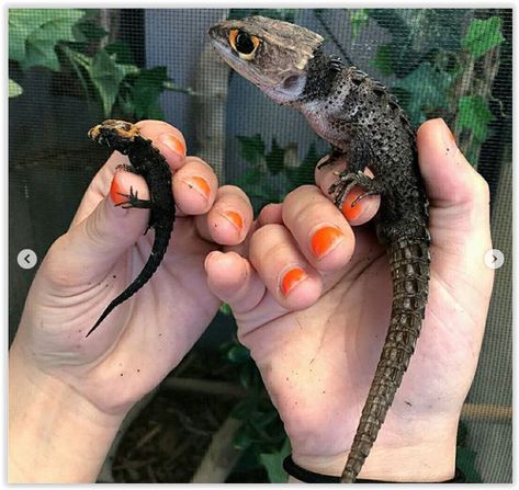 baby Red Eyed Crocodile Skink compared to an adult... Red Eyed Crocodile Skink Enclosure, Crocodile Skink Enclosure, Skink Enclosure, Red Eyed Crocodile Skink, Cute Animal Videos Funny, Crocodile Skink, Anime Pets, Pet Aesthetic, Pet Anime