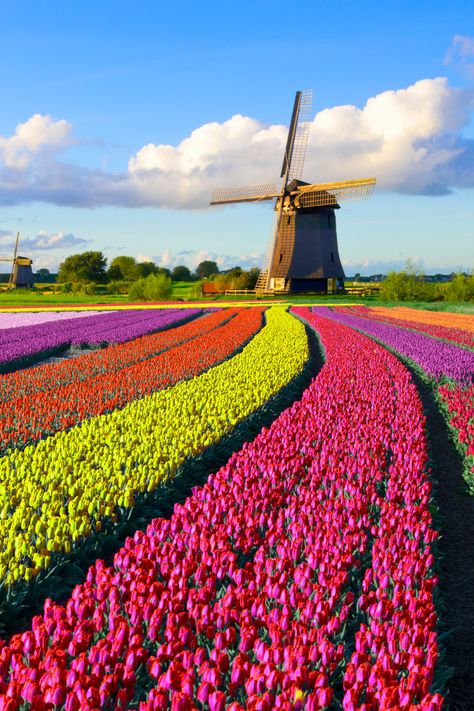 Traipse among 2000 acres of candy-colored tulips - just 1 hour outside of Amsterdam. Don’t miss the Tulip Festival Noordoostpolder, on now through May 5th. Book your flight to bask in the fresh blooms. 🌷#travel #spring #amsterdam #travelguide Spring Amsterdam, Amsterdam Tulip Fields Aesthetic, Amsterdam Tulip Festival, Ivy Trellis, Netherlands Nature, Trellis Wall, Amsterdam Tulip Fields, Amsterdam Tulips, Netherland Tulip Fields