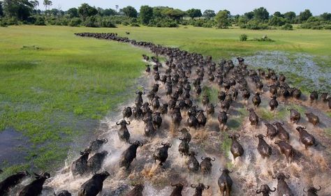 African Buffalo Migration   - Explore the World with Travel Nerd Nici, one Country at a Time. http://TravelNerdNici.com Animal Migration, African Buffalo, Animal Experiences, Natural Ecosystem, Most Beautiful Animals, Wildlife Animals, Animal Photo, Bolivia, Beautiful Photography