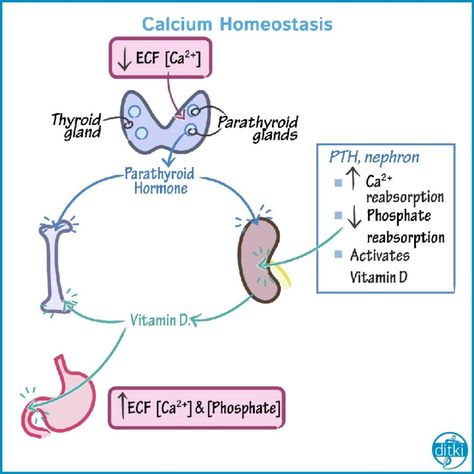 Review Calcium Homeostasis with this Flashcard from our Anatomy and Physiology course - perfect for nursing and undergraduate students!  Click the link in our bio to find clickable images that take you to the flashcards or tutorials! On our site, you can also demo other full-length tutorials, as well as our quiz questions and an interactive drawing pad with starter images and labels.  #anatomyandphysiology #nursingschool #premed #anatomy #physiology #drawanatomy #drawphysiology #ditki #drawtolea Calcium Homeostasis, Medical Hacks, Parathyroid Hormone, Med Notes, Biochemistry Notes, Human Physiology, Clinical Chemistry, Medical Mnemonics, Mcat Study