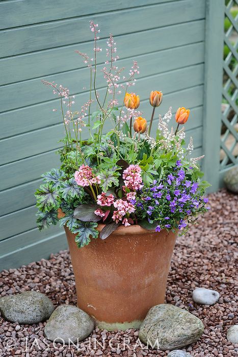 Spring Containers with Bulbs - Bob Purnell (4th April 2014) | Jason Ingram Annual Flowers In Containers, Spring Pots, Summer Pots, Spring Containers, Spring Planters, Green Therapy, Photo Garden, Small Urban Garden, Spring Planter