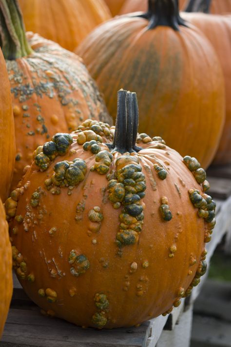 Bumpy Pumpkin. Bumpy Pumpkins, Bumpy Pumpkin, Dilly Dally, Corn Maze, Things To Do When Bored, Gourds, Pumpkin Carving, Fall Halloween, 3d Design